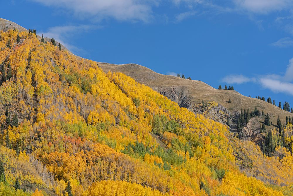 USA-Colorado-Uncompahgre National Forest Aspens on mountainside in autumn art print by Jaynes Gallery for $57.95 CAD