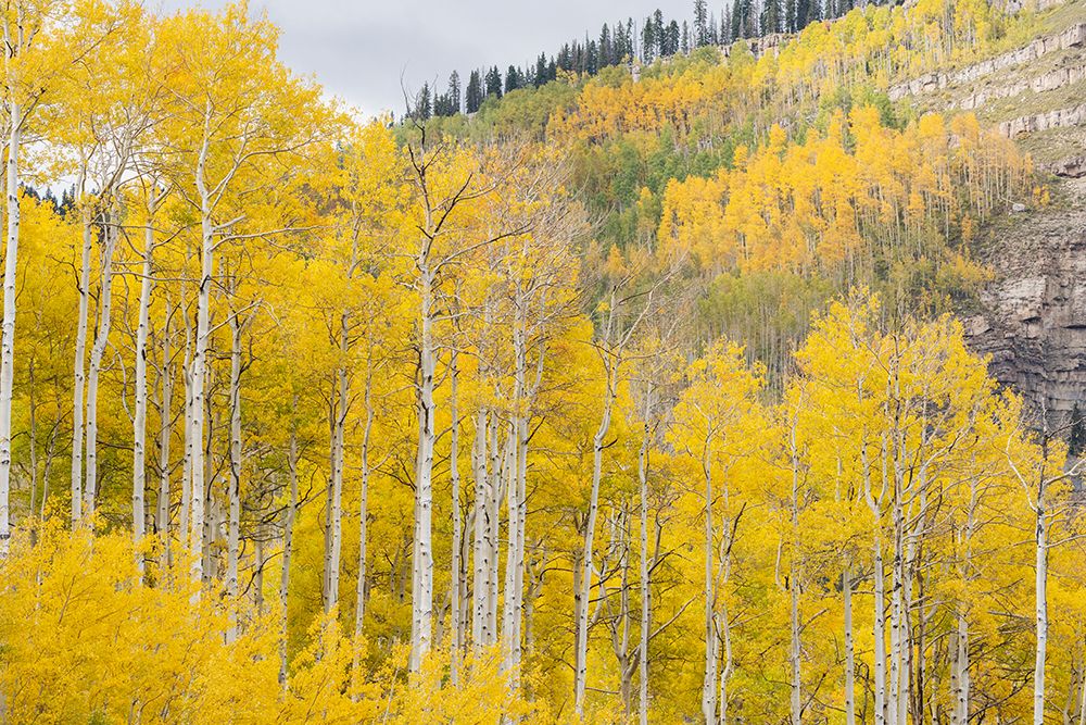 USA-Colorado-Uncompahgre National Forest Aspens on mountainside in autumn art print by Jaynes Gallery for $57.95 CAD