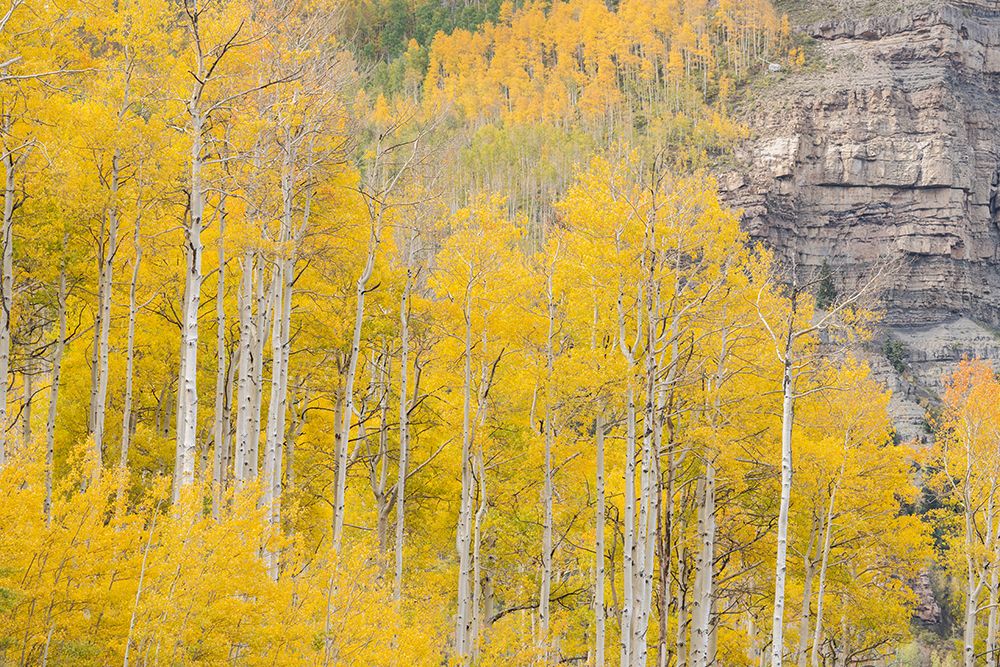USA-Colorado-Uncompahgre National Forest Aspen trees in autumn colors art print by Jaynes Gallery for $57.95 CAD
