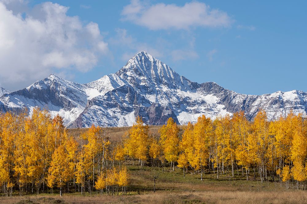 USA-Colorado-Uncompahgre National Forest Wilson Peak and grove of aspen trees in autumn art print by Jaynes Gallery for $57.95 CAD