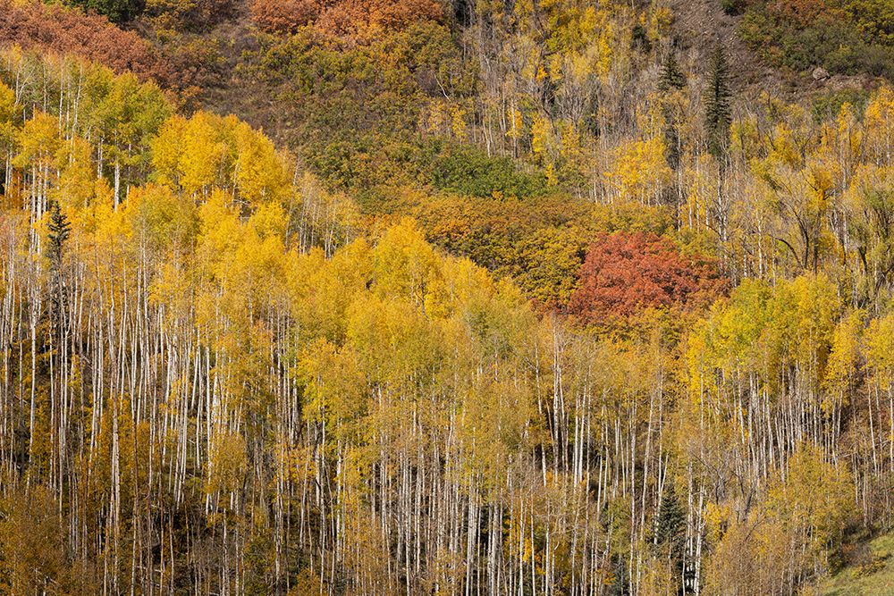 USA-Colorado-Uncompahgre National Forest Aspens on mountainside in autumn art print by Jaynes Gallery for $57.95 CAD