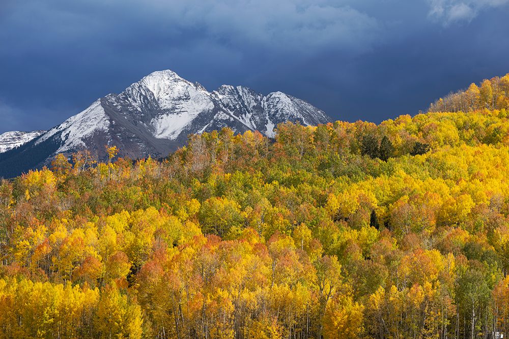 USA-Colorado-Uncompahgre National Forest Mountain and aspen forest in autumn art print by Jaynes Gallery for $57.95 CAD