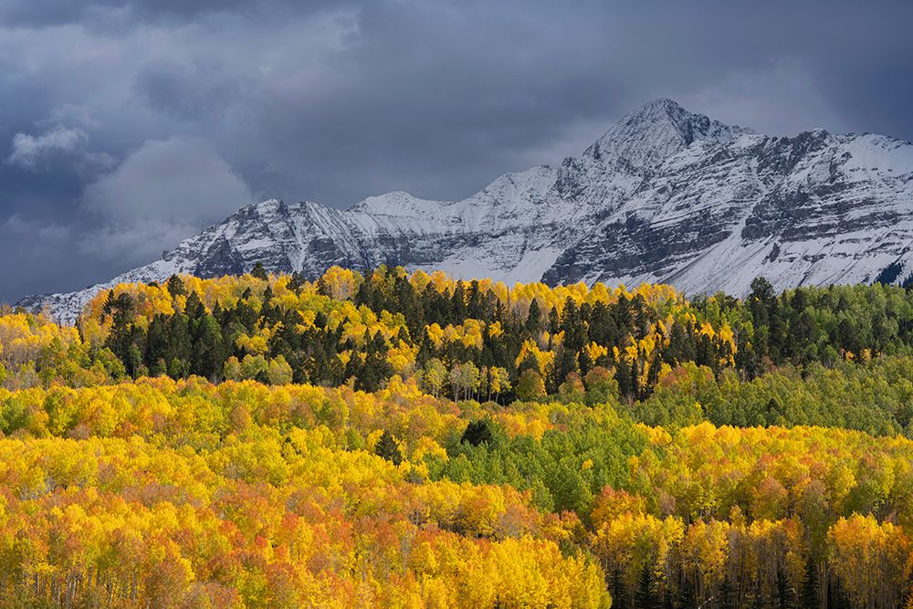USA-Colorado-Uncompahgre National Forest Storm clouds above Wilson Peak and autumn aspen forest art print by Jaynes Gallery for $57.95 CAD