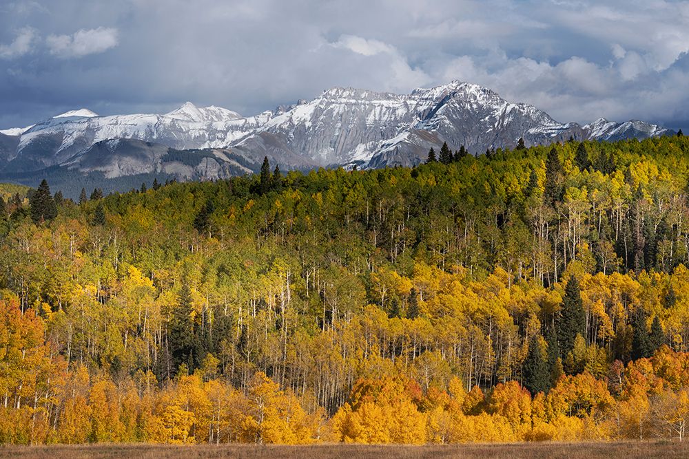 USA-Colorado-Uncompahgre National Forest San Juan Mountains and aspen forest in autumn art print by Jaynes Gallery for $57.95 CAD