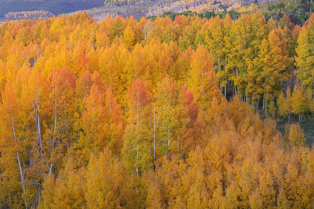 USA-Colorado-Uncompahgre National Forest Sunset glow on aspen forest in autumn art print by Jaynes Gallery for $57.95 CAD