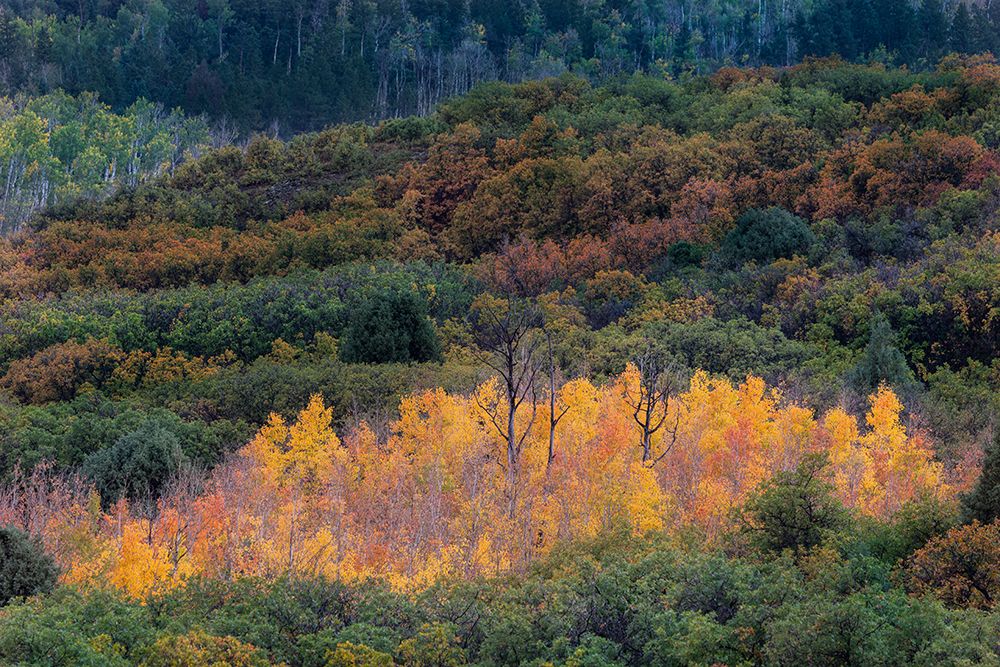 USA-Colorado-Uncompahgre National Forest Sunset on forest and yellow aspen grove art print by Jaynes Gallery for $57.95 CAD
