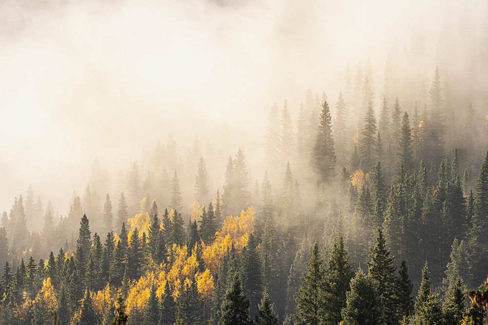USA-Colorado-San Juan Mountains Sunrise fog in forest art print by Jaynes Gallery for $57.95 CAD