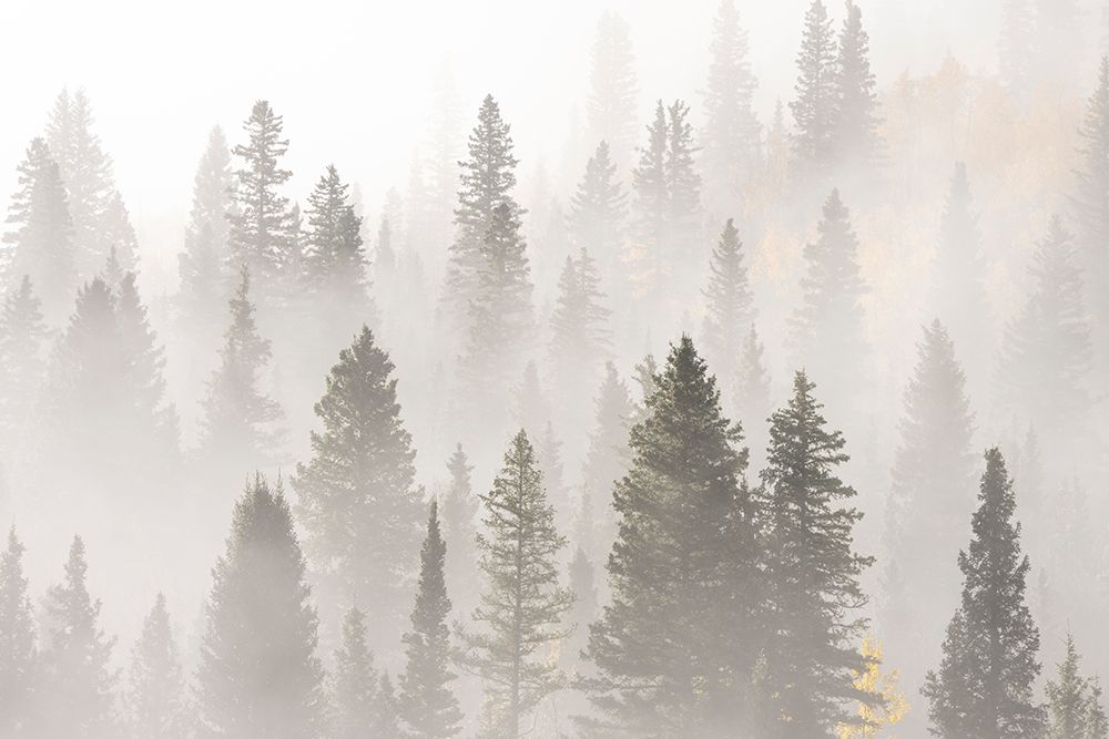 USA-Colorado-San Juan Mountains Sunrise fog in forest art print by Jaynes Gallery for $57.95 CAD