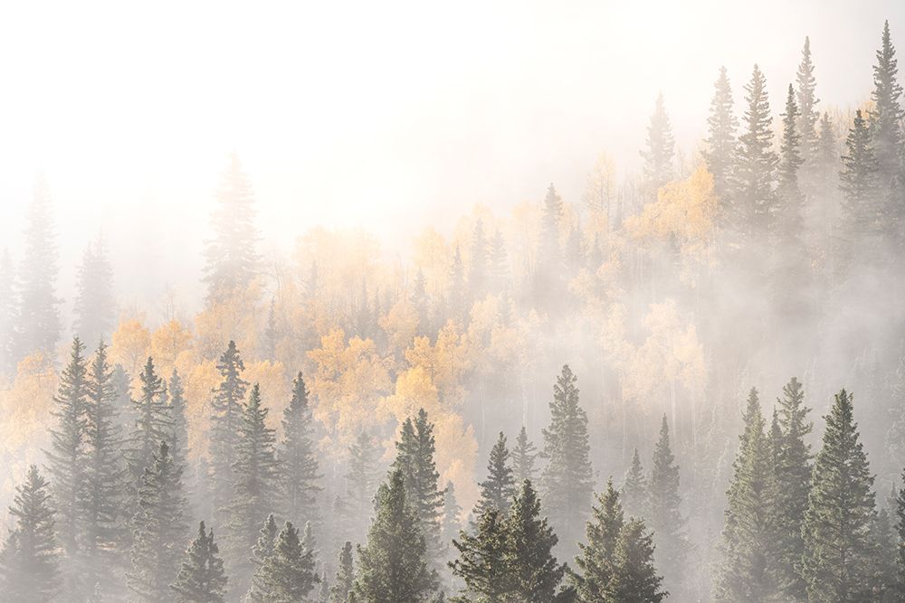USA-Colorado-San Juan Mountains Sunrise fog in forest art print by Jaynes Gallery for $57.95 CAD