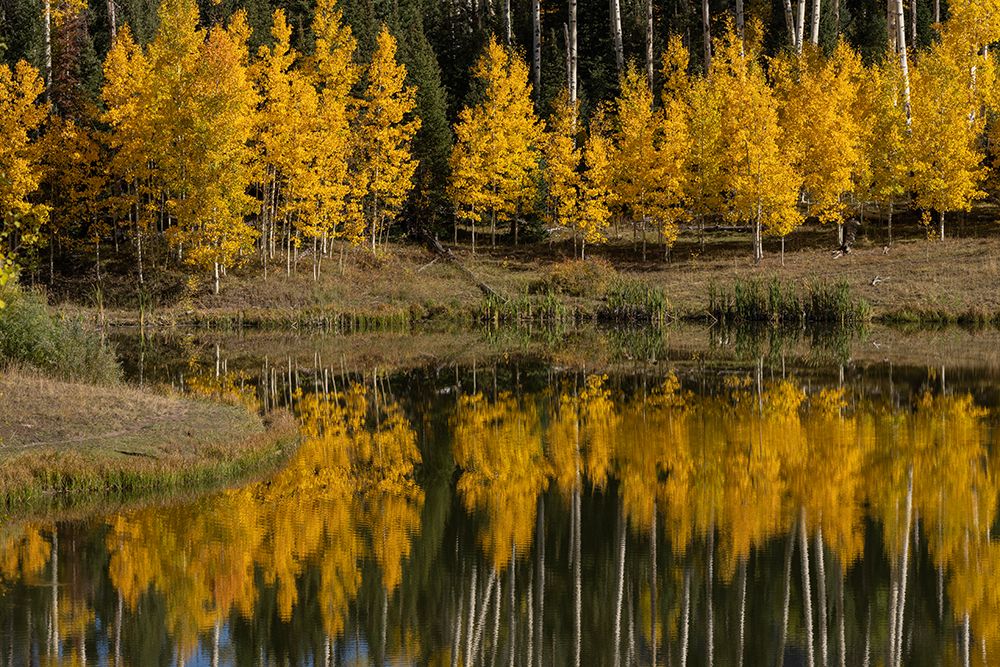USA-Colorado-Uncompahgre National Forest Aspen grove reflects in pond art print by Jaynes Gallery for $57.95 CAD