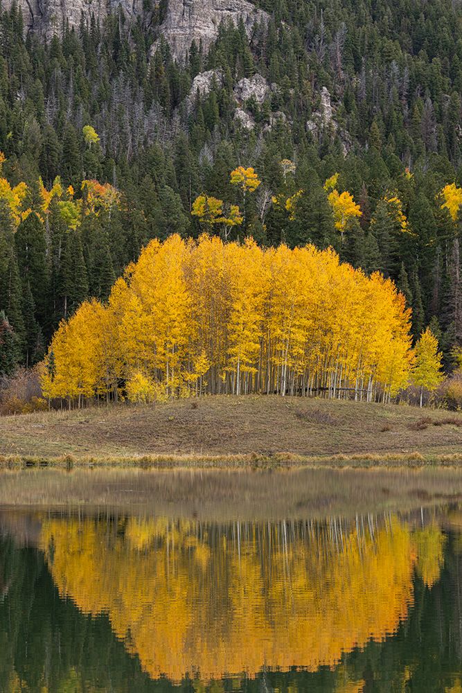 USA-Colorado-Uncompahgre National Forest Aspen grove reflects in calm lake art print by Jaynes Gallery for $57.95 CAD