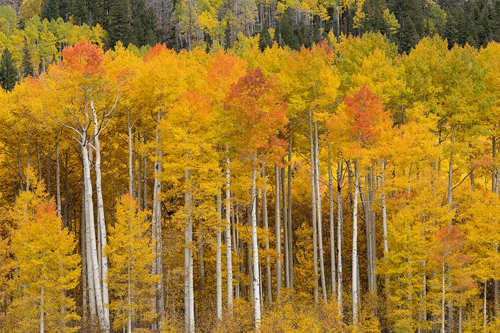 USA-Colorado-Uncompahgre National Forest Aspen trees in autumn colors art print by Jaynes Gallery for $57.95 CAD