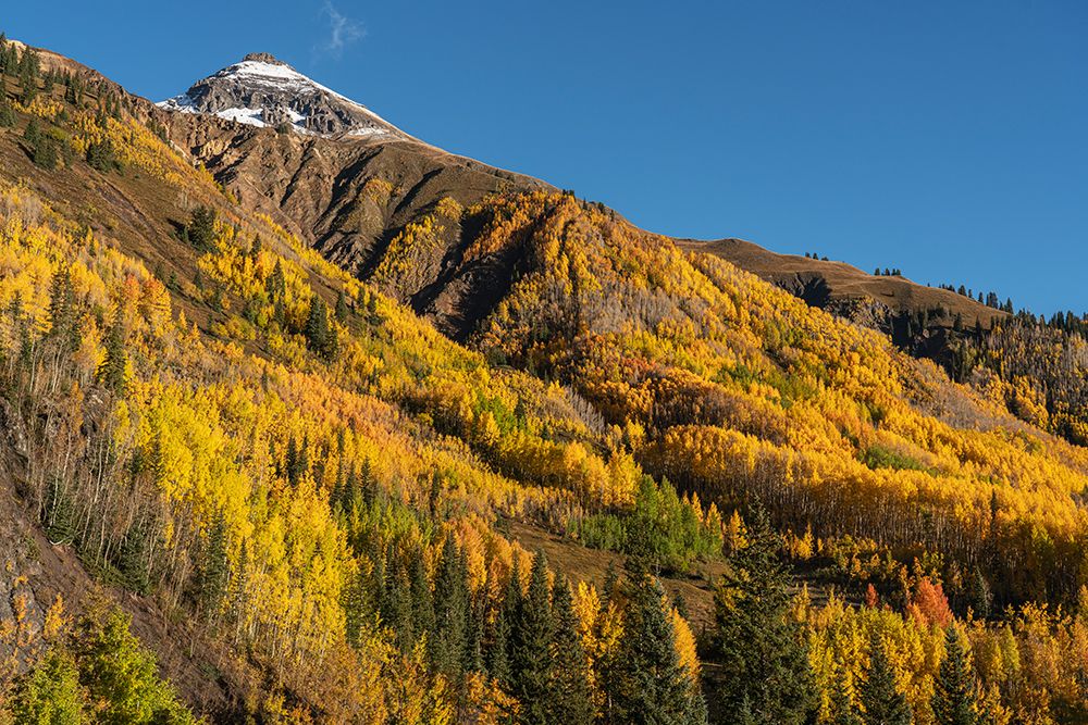 USA-Colorado-Uncompahgre National Forest San Juan Mountains and aspen forest in autumn art print by Jaynes Gallery for $57.95 CAD