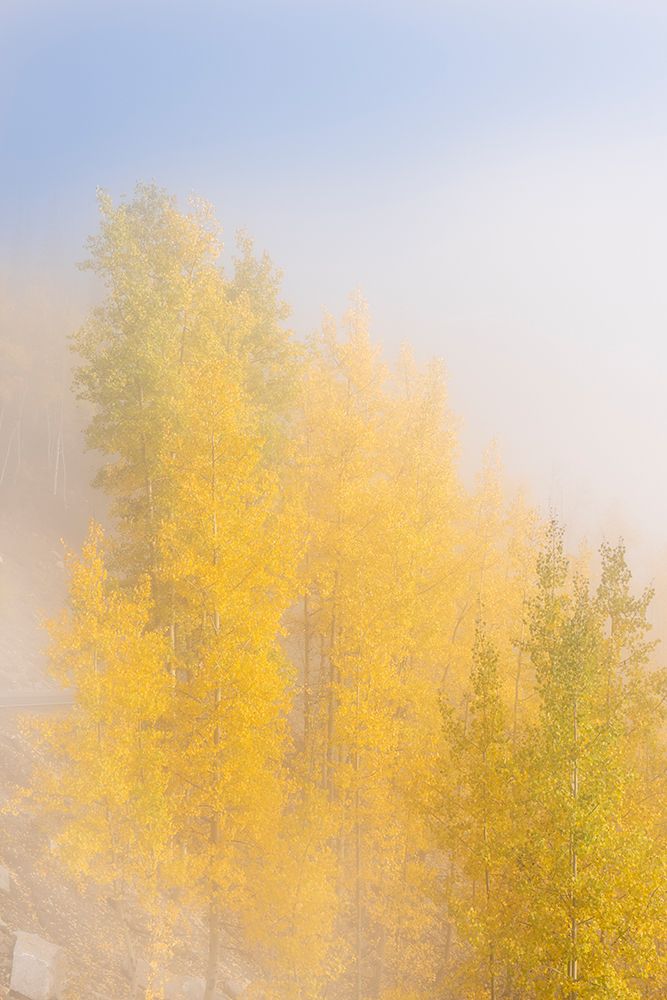 USA-Colorado-Uncompahgre National Forest Fog on aspen grove in autumn art print by Jaynes Gallery for $57.95 CAD