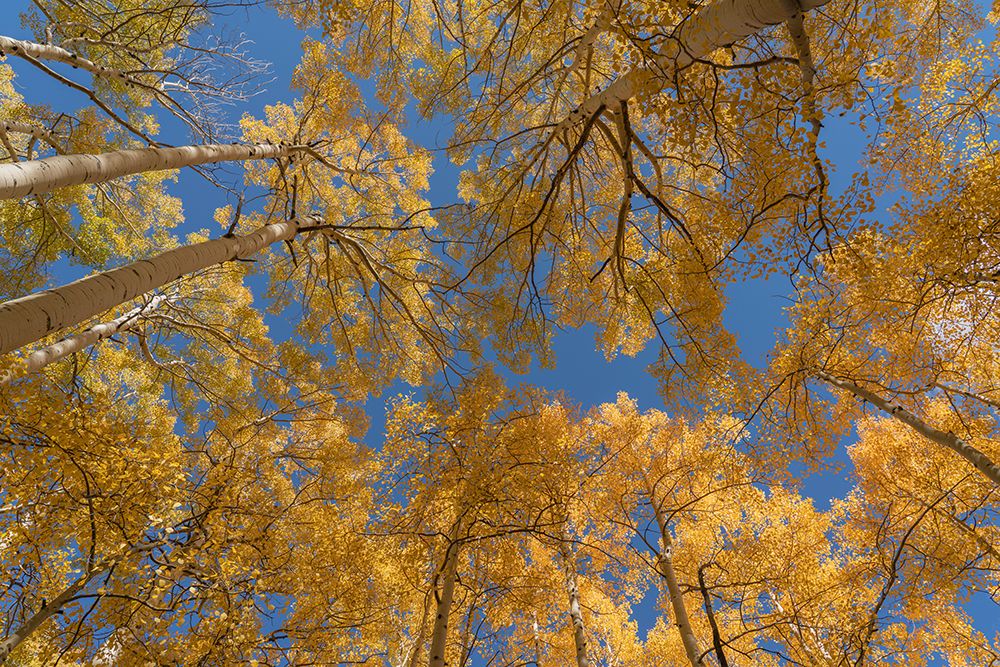 USA-Colorado-Uncompahgre National Forest Looking skyward at aspens in autumn art print by Jaynes Gallery for $57.95 CAD