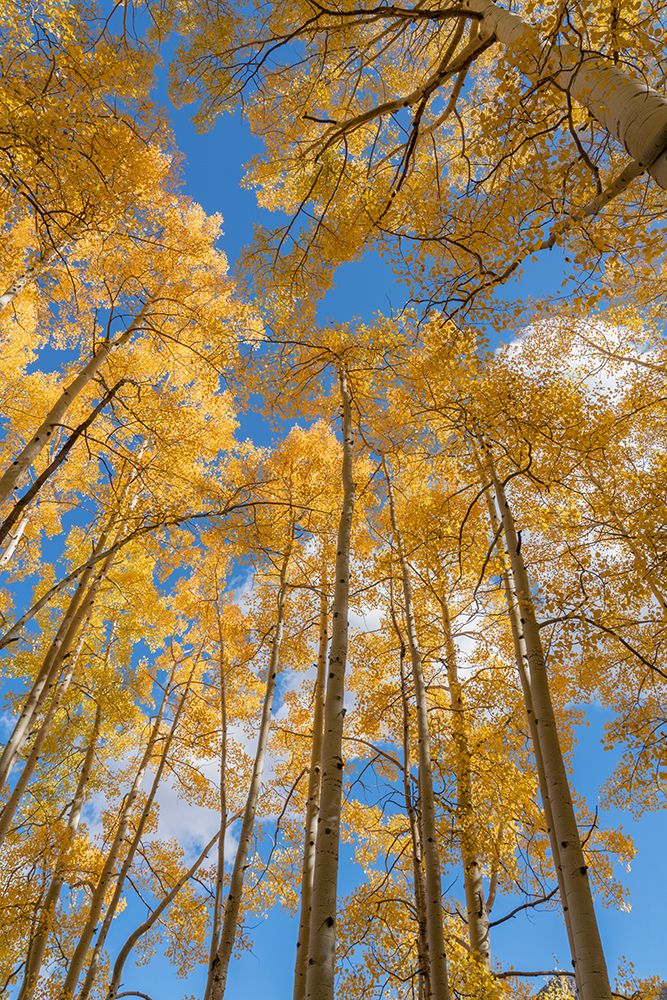 USA-Colorado-Uncompahgre National Forest Looking skyward at aspens in autumn art print by Jaynes Gallery for $57.95 CAD