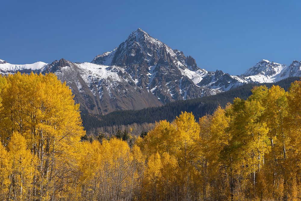 USA-Colorado-Uncompahgre National Forest Aspens and mountains in autumn art print by Jaynes Gallery for $57.95 CAD