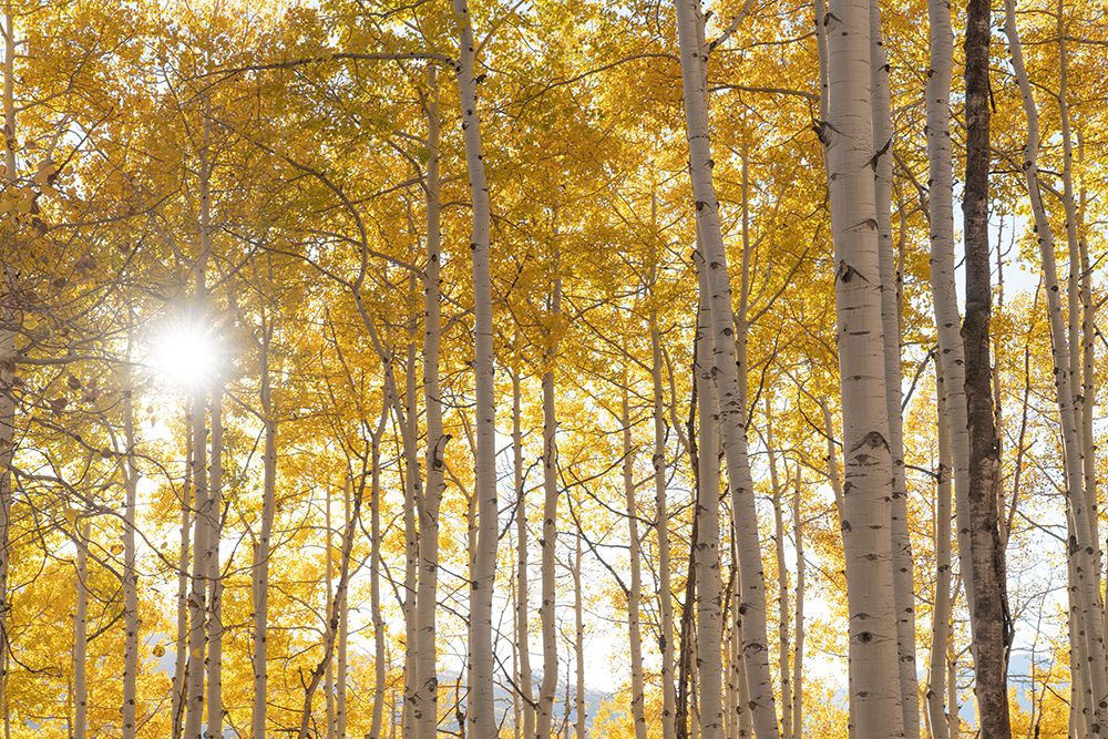 USA-Colorado-Gunnison National Forest Sunburst on aspen grove art print by Jaynes Gallery for $57.95 CAD