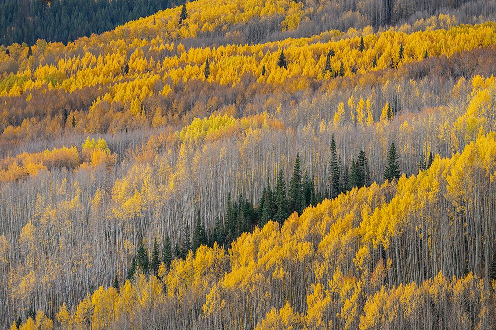USA-Colorado-Gunnison National Forest Aspen forest in West Elk Wilderness art print by Jaynes Gallery for $57.95 CAD
