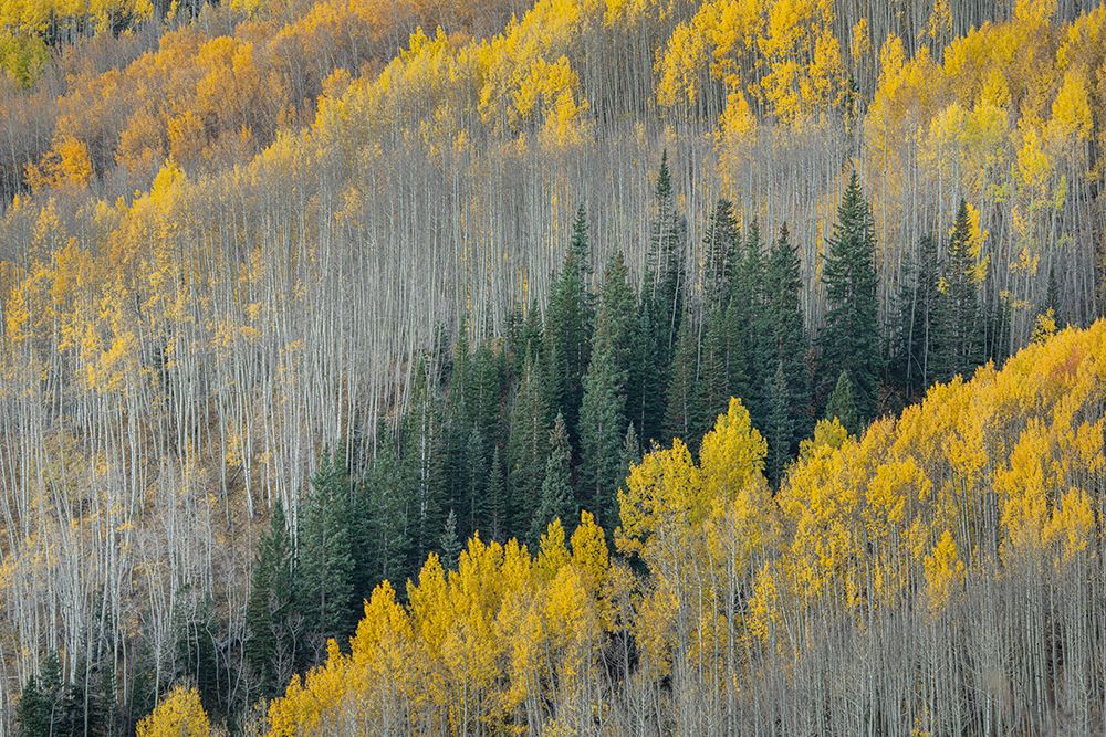 USA-Colorado-Gunnison National Forest Aspen forest in West Elk Wilderness art print by Jaynes Gallery for $57.95 CAD