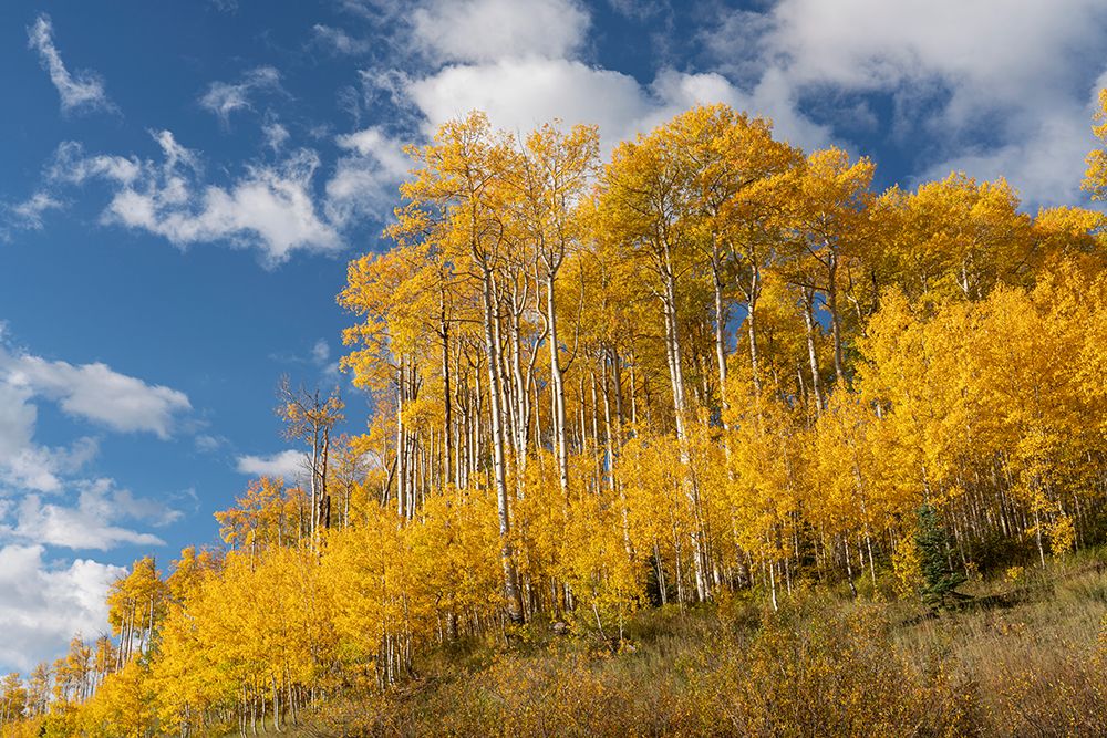 USA-Colorado-Uncompahgre National Forest Aspen grove in autumn art print by Jaynes Gallery for $57.95 CAD