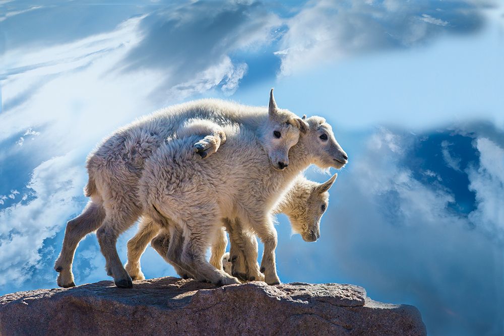 USA-Colorado-Mt Evans Mountain goat babies on rock art print by Jaynes Gallery for $57.95 CAD