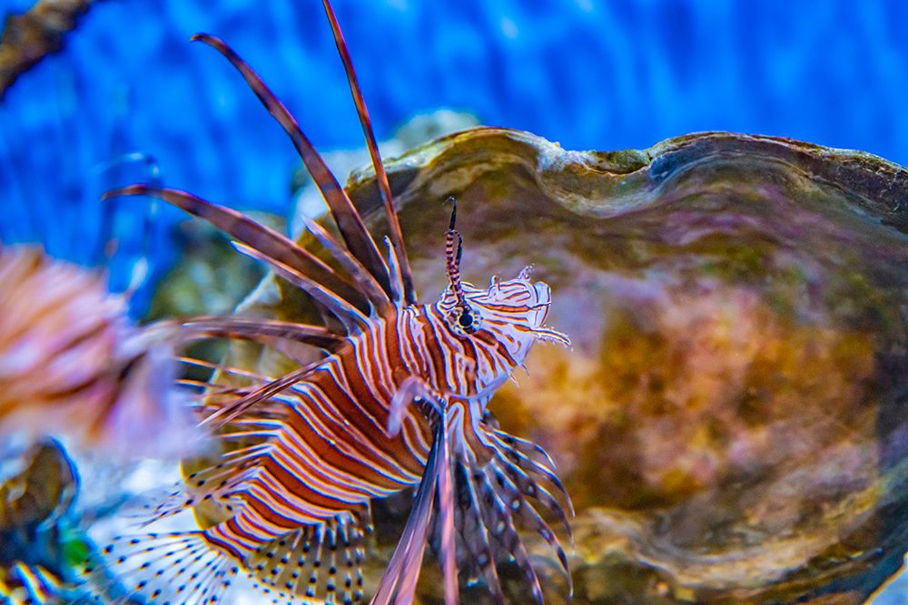 USA, Colorado, Denver, Denver Zoo. Captive  scorpion fish in tank. art print by Jaynes Gallery for $57.95 CAD