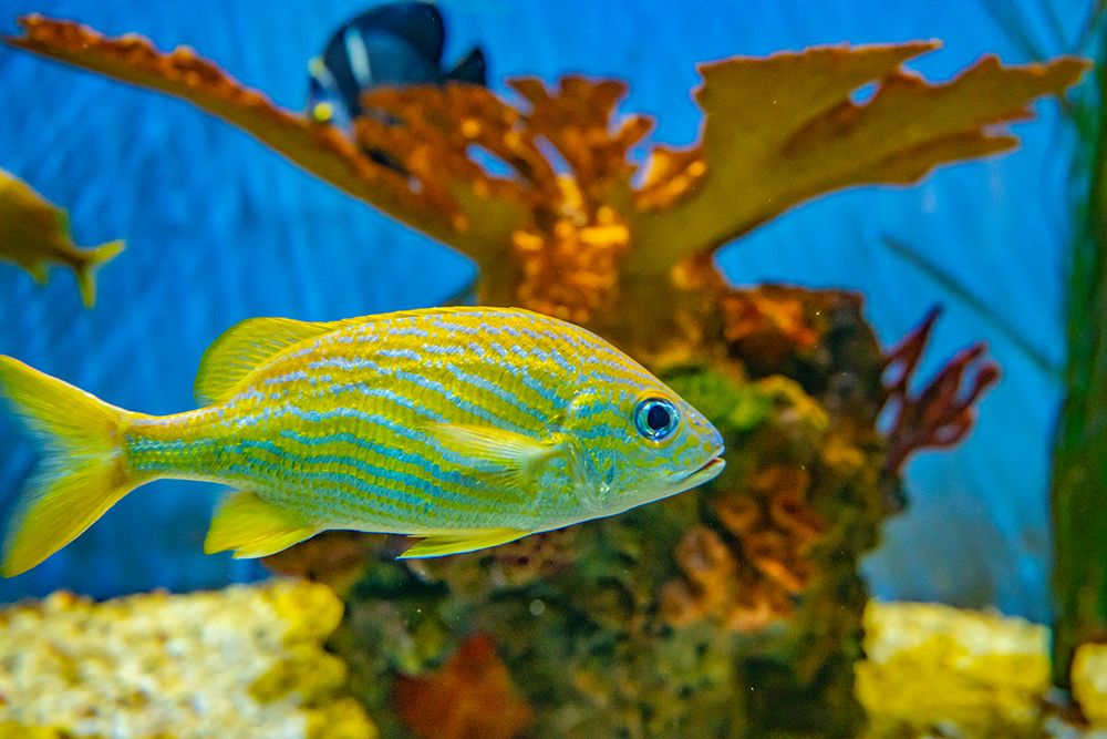 USA, Colorado, Denver, Denver Zoo. Captive French grunt fish in tank. art print by Jaynes Gallery for $57.95 CAD