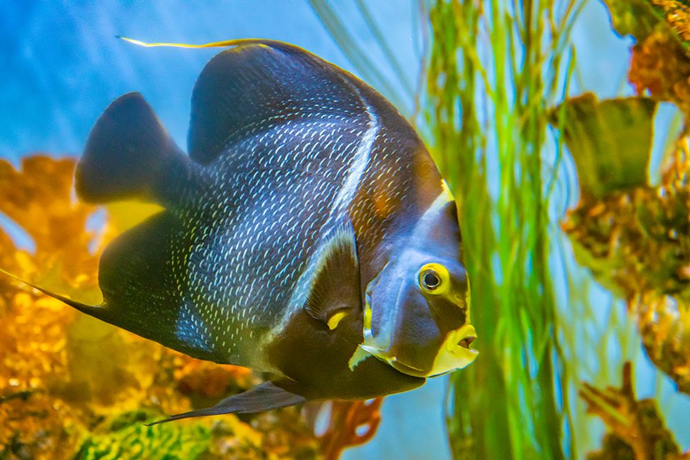 USA, Colorado, Denver, Denver Zoo. Captive gray angelfish in tank. art print by Jaynes Gallery for $57.95 CAD