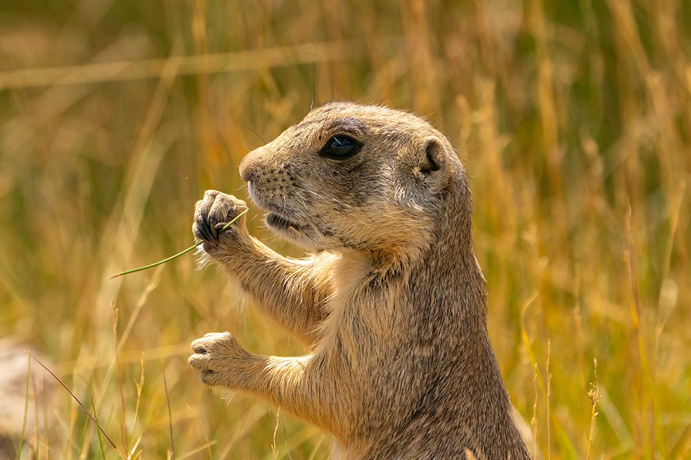USA, Colorado, Arapaho National Wildlife Refuge. White-tailed prairie dog  eating grass. art print by Jaynes Gallery for $57.95 CAD