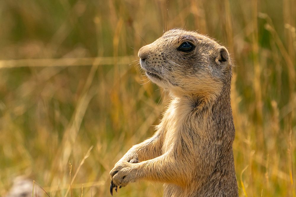 USA, Colorado, Arapaho National Wildlife Refuge. White-tailed prairie dog  close-up. art print by Jaynes Gallery for $57.95 CAD