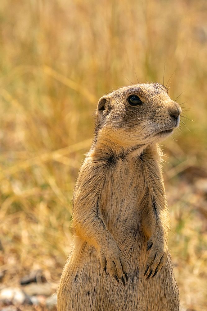 USA, Colorado, Arapaho National Wildlife Refuge. White-tailed prairie dog  close-up. art print by Jaynes Gallery for $57.95 CAD