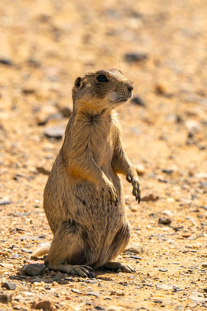 USA, Colorado, Arapaho National Wildlife Refuge. White-tailed prairie dog  close-up. art print by Jaynes Gallery for $57.95 CAD