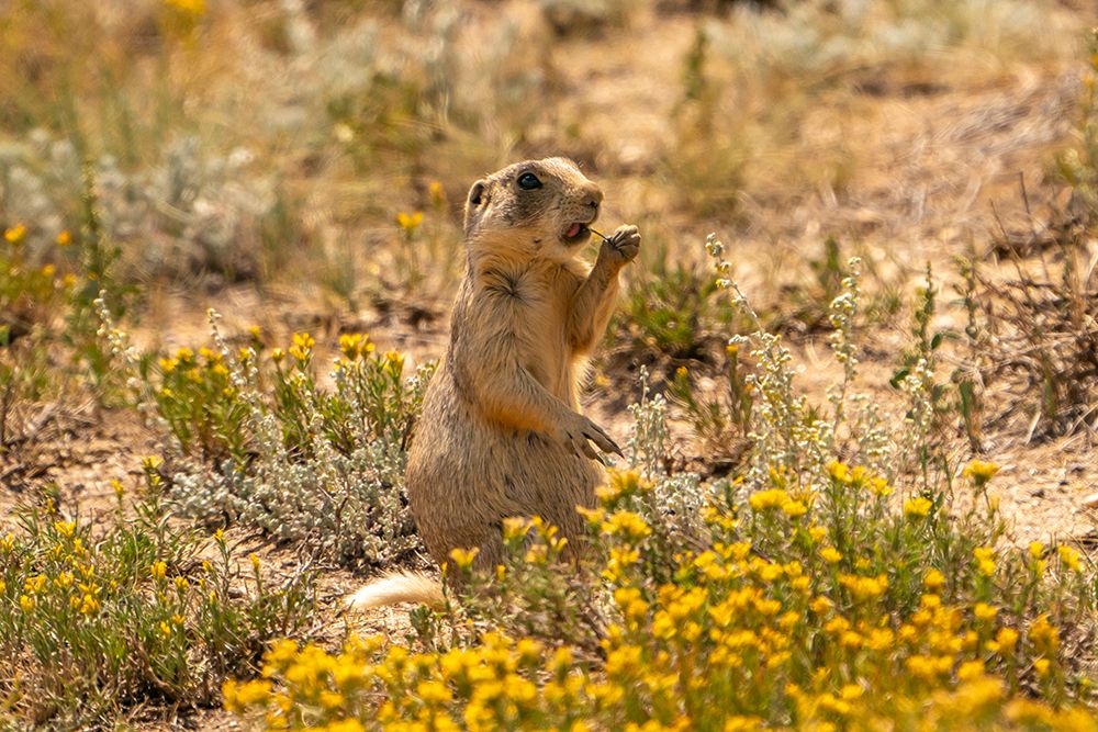 USA, Colorado, Arapaho National Wildlife Refuge. White-tailed prairie dog  eating grass. art print by Jaynes Gallery for $57.95 CAD