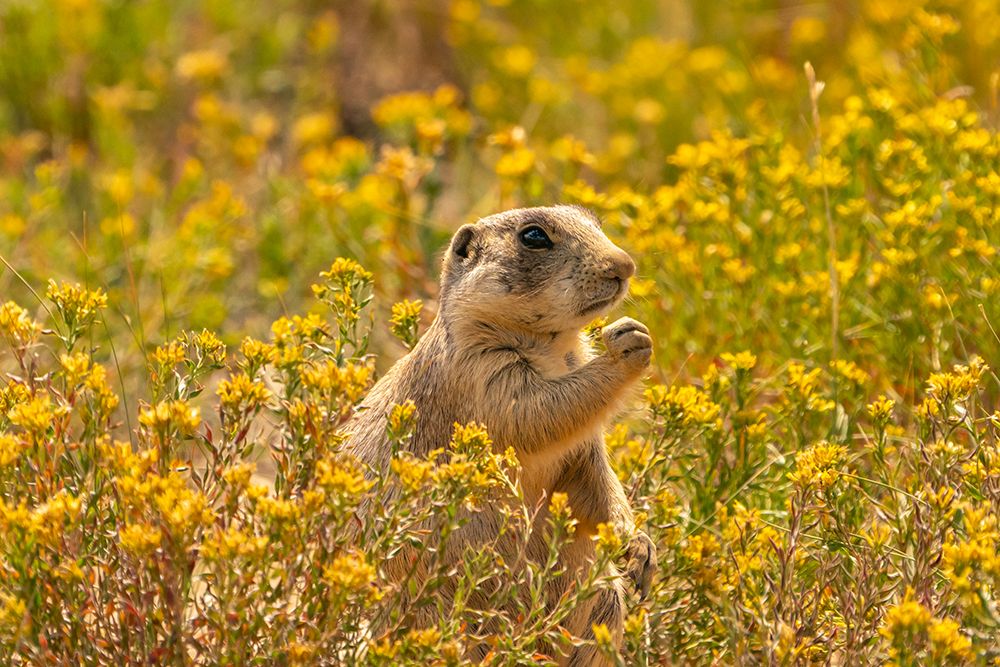 USA, Colorado, Arapaho National Wildlife Refuge. White-tailed prairie dog  eating amid flowers. art print by Jaynes Gallery for $57.95 CAD