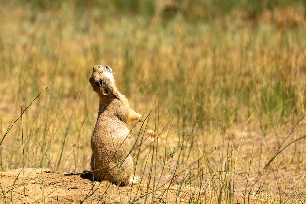 USA, Colorado, Arapaho National Wildlife Refuge. White-tailed prairie dog  barking alarm. art print by Jaynes Gallery for $57.95 CAD