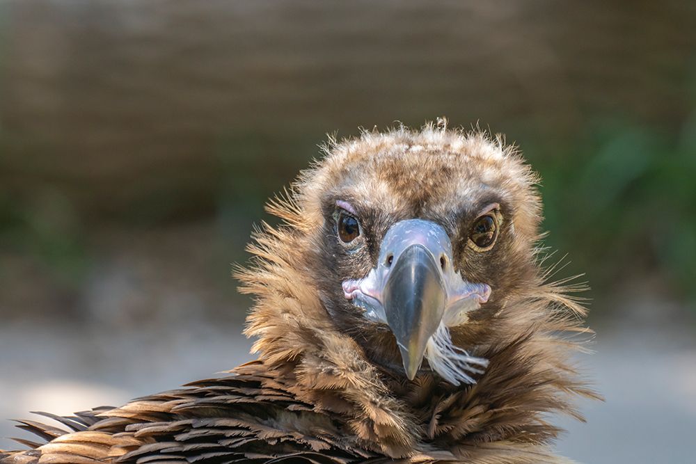 USA, Colorado, Denver, Denver Zoo. Head of captive cinereous vulture. art print by Jaynes Gallery for $57.95 CAD