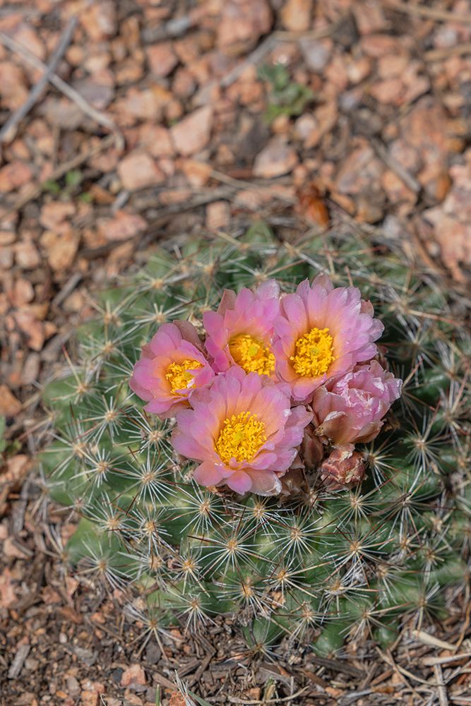 USA, Colorado, Pike National Forest. Mountain ball cactus in bloom. art print by Jaynes Gallery for $57.95 CAD