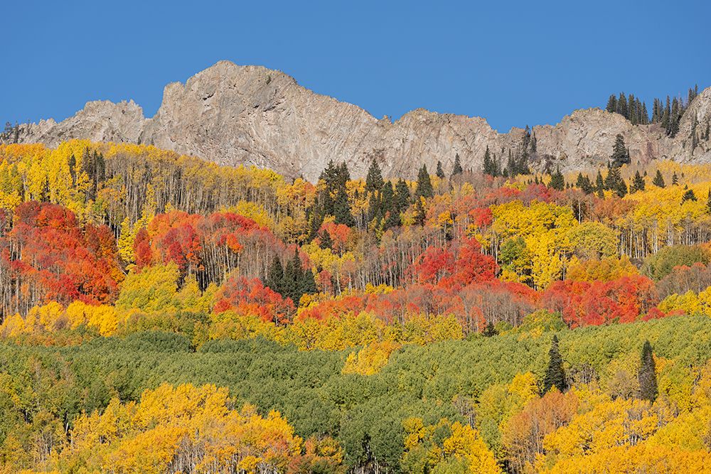 USA, Colorado, Gunnison National Forest. Mountain and forest in autumn. art print by Jaynes Gallery for $57.95 CAD