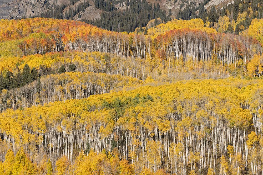 USA, Colorado, Gunnison National Forest. Aspen forest in autumn. art print by Jaynes Gallery for $57.95 CAD