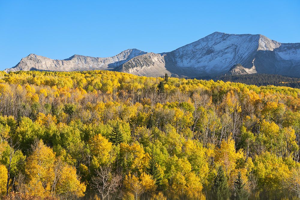 USA, Colorado, Gunnison National Forest. Mountain and aspen forest in autumn. art print by Jaynes Gallery for $57.95 CAD
