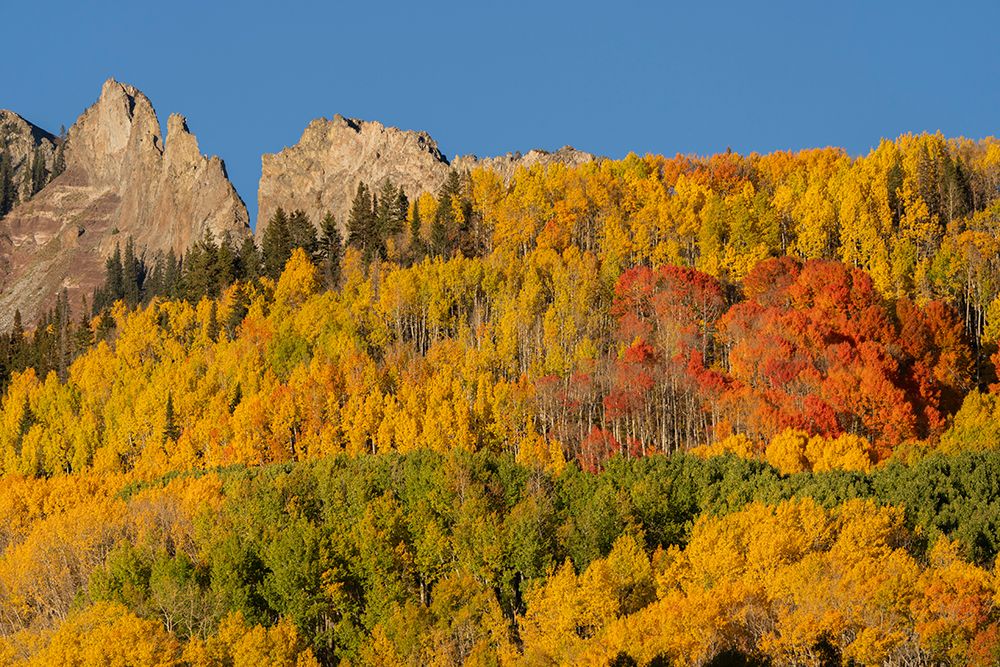 USA, Colorado, Gunnison National Forest. Mountain ridge and aspen forest in autumn. art print by Jaynes Gallery for $57.95 CAD