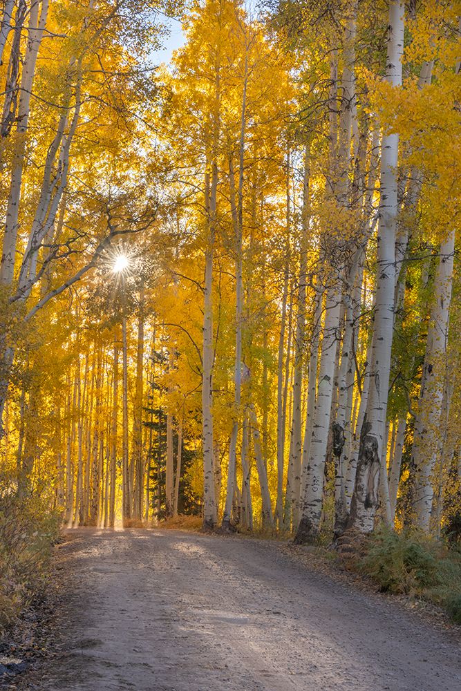 USA, Colorado, Gunnison National Forest. Sunburst above a forest road in autumn. art print by Jaynes Gallery for $57.95 CAD