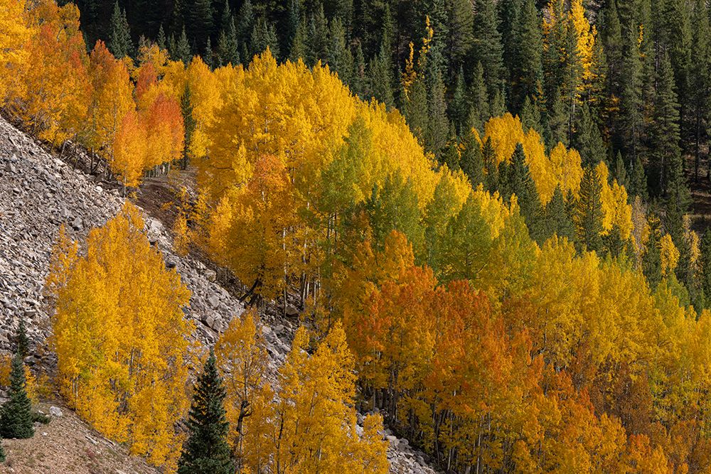 USA, Colorado, San Juan Mountains. Mountain forests in autumn. art print by Jaynes Gallery for $57.95 CAD