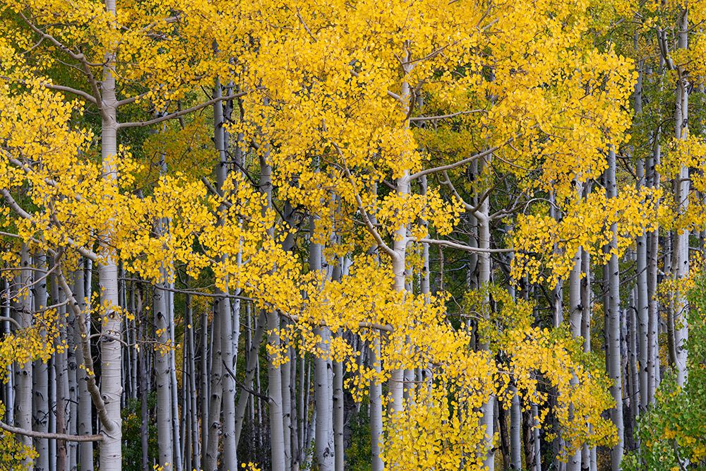 USA, Colorado, Uncompahgre National Forest. Aspen grove in autumn. art print by Jaynes Gallery for $57.95 CAD