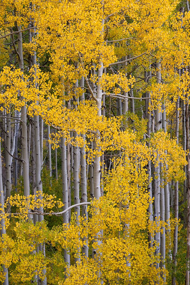 USA, Colorado, Uncompahgre National Forest. Aspen grove in autumn. art print by Jaynes Gallery for $57.95 CAD