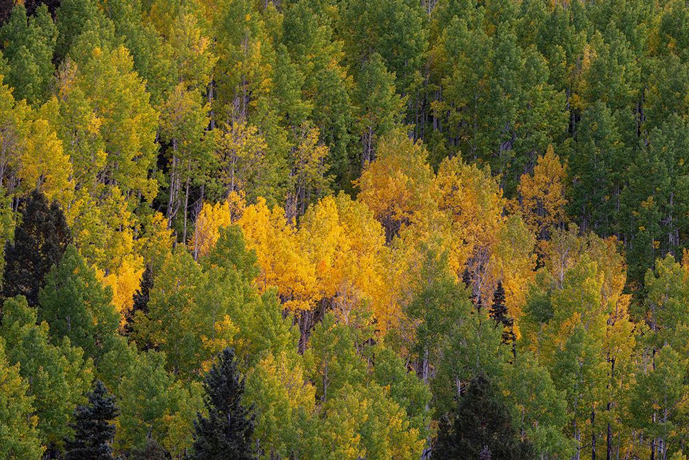 USA, Colorado, Uncompahgre National Forest. Landscape with forest in autumn. art print by Jaynes Gallery for $57.95 CAD