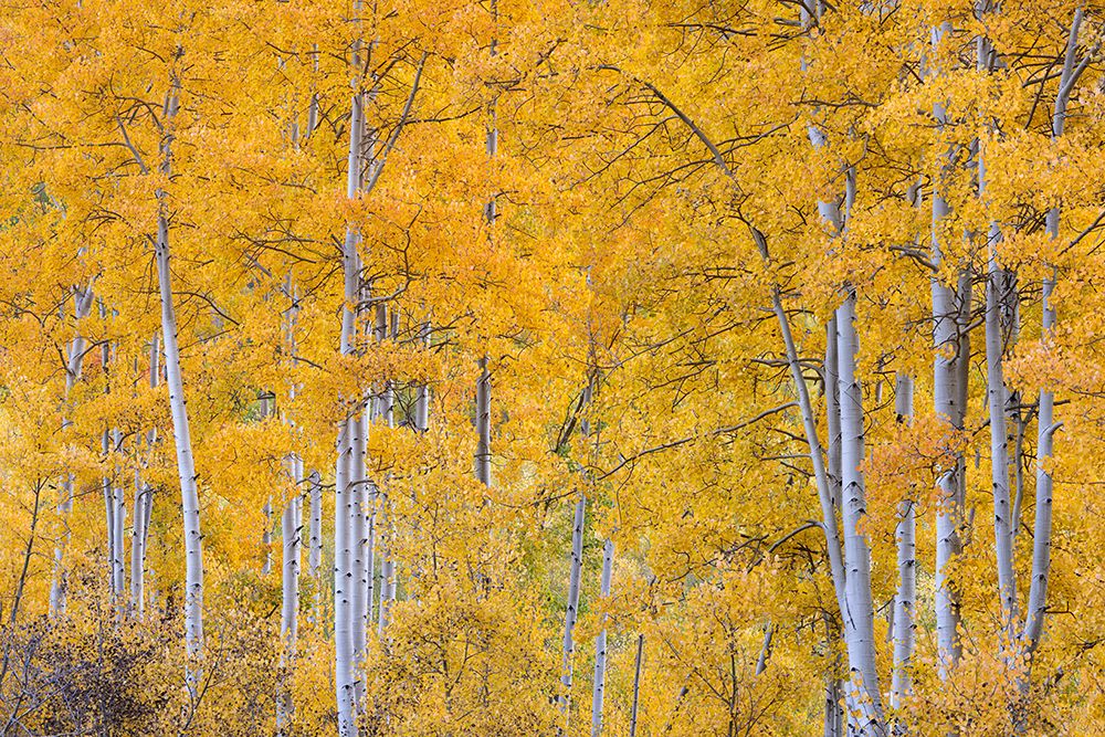 USA, Colorado, Uncompahgre National Forest. Autumn forest landscape. art print by Jaynes Gallery for $57.95 CAD