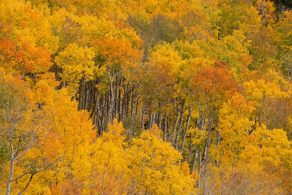 USA, Colorado, Uncompahgre National Forest. Autumn forest landscape. art print by Jaynes Gallery for $57.95 CAD