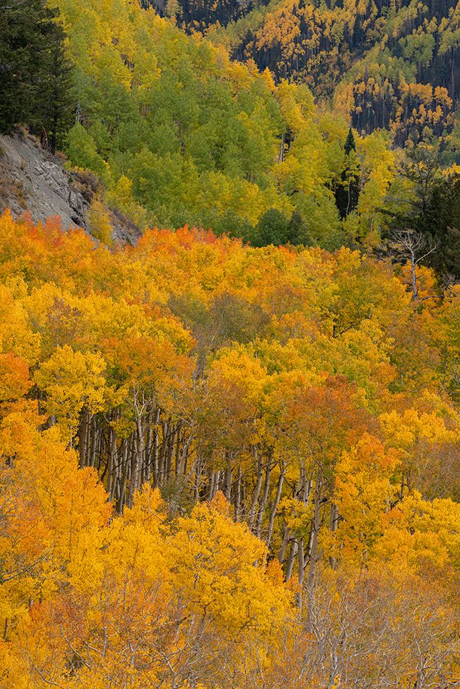 USA, Colorado, Uncompahgre National Forest. Autumn forest landscape. art print by Jaynes Gallery for $57.95 CAD